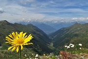 69 Doronico del granito (Doronicum clusii) con vista sulla Valle del Livrio